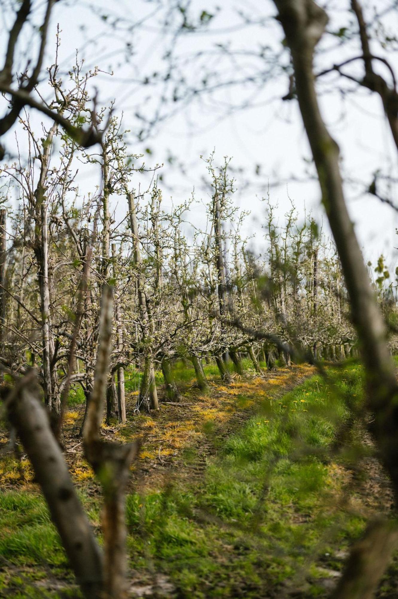 Hoeve De Reetjens - La Porcherie Bilzen Esterno foto